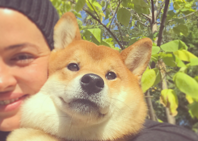 Resultado de imagen para shiba dog, ÑÑаÑÑливÑй
