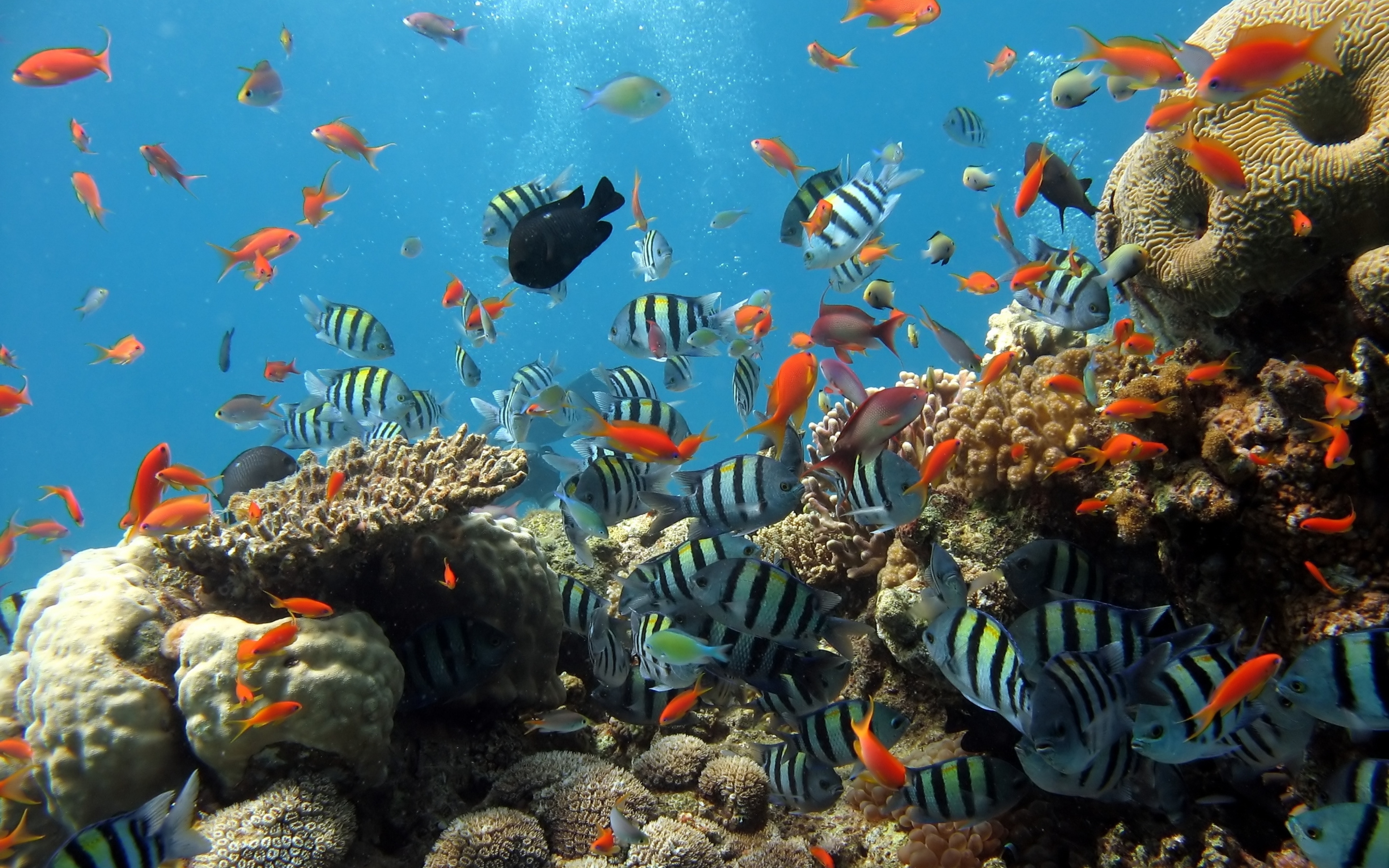 Природа подводный мир. Подводный мир океана. Заставка на рабочий стол рыбки. Коралловые рыбки. Морской мир.