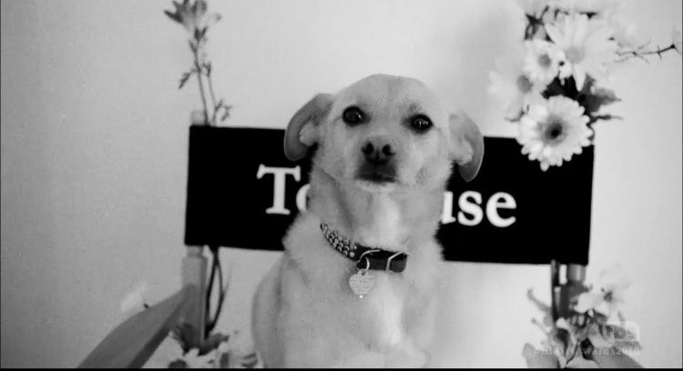 Собака Арианы Гранде названа самым красивым звездным питомцем