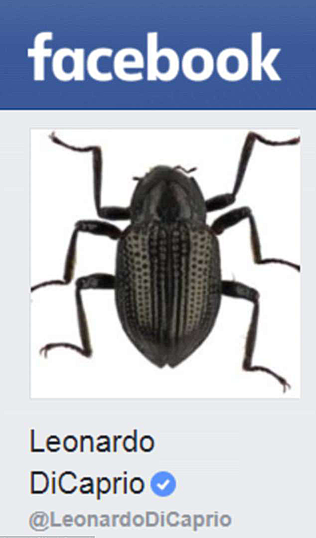 Новый вид жука был назван в честь Леонардо ДиКаприо